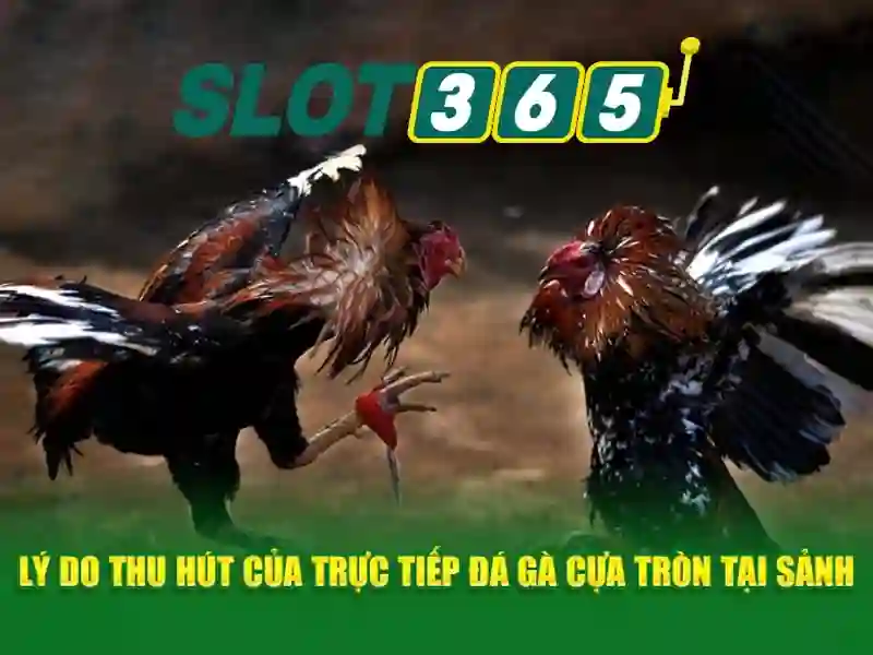 An toàn và khuyến nghị cho người chơi