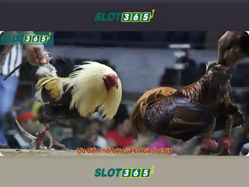 Slot365: Nền tảng cá cược trực tuyến hàng đầu