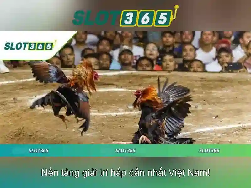 Slot365: Đánh giá và trải nghiệm chơi slot trực tuyến